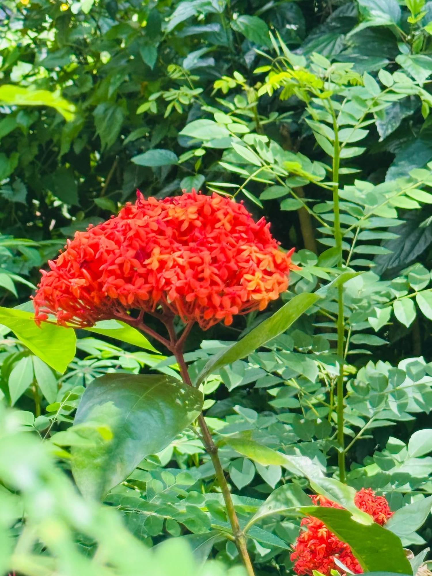 River Splendour Home Stay Ella Ngoại thất bức ảnh